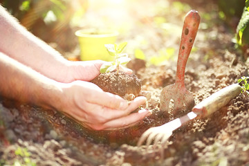 Small sprout for landing in the ground in hands