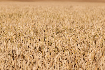  A field of grain in the sun