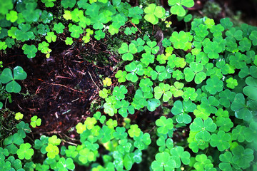 Background from plant clover four leaf. Irish traditional symbol. St.Patrick 's Day.