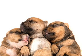 Three puppies isolated in white background