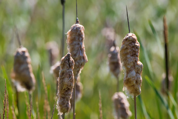 bulrush - reed mace in early spring in stockholm