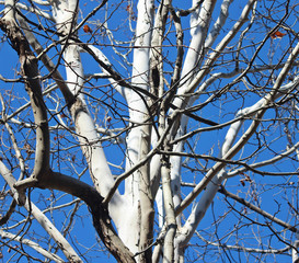 겨울 양버즘나무