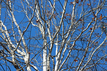 겨울 양버즘나무