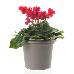 Red Cyclamen in gray
