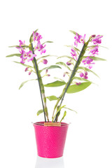 Fototapeta na wymiar Dendrobium plant with pink flowers