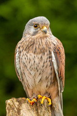 Young kestrel sat close up