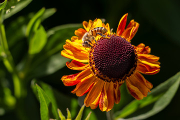 honeybee pollinating an orange flower in summer