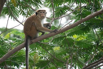 Obraz premium Toque Macaque