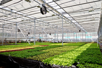 Modern hydroponic greenhouse with climate control system for cultivation of flowers and ornamental...
