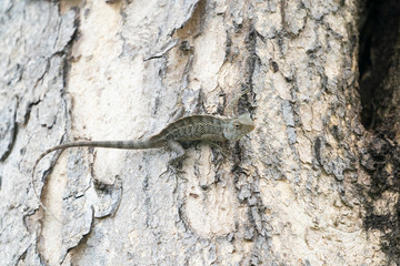lizard on a tree