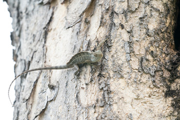 Naklejka na ściany i meble lizard on the tree