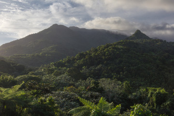 Fototapeta na wymiar rainforest