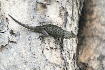 lizard on tree