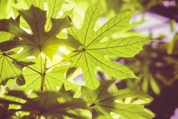 Tropical natural leaves with texture. Sunshine, sunlight, transparent foliage. Natural pattern, botanical green background