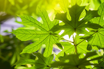 Fototapeta na wymiar Tropical green leaf close-up wih sunshine, sunlight, transparent foliage, natural texture, exotic colorful background