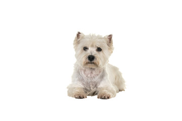 White West Highland Terrier Westie lying down looking at camera isolated on a white background