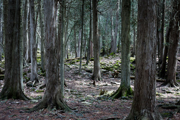 A sunny forest on a nice day