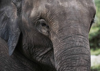 Baby Elephant in Chiang Mai Sanctuary, Thailand