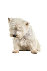 White West Highland Terrier Westie sitting looking down isolated on a white background