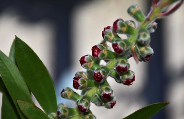 Garden Flower - Bottlebrush Tree