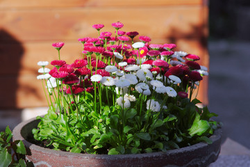 Colorful daisies in a pot / Bellis - obrazy, fototapety, plakaty