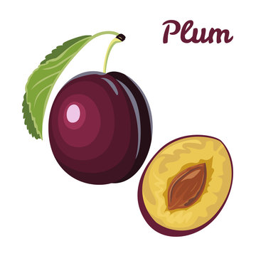 Vector plum isolated on white background. Illustration of ripe fruit in  simple flat style.