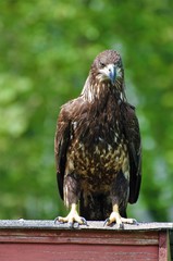Juvenile Bald Eagle on Fence