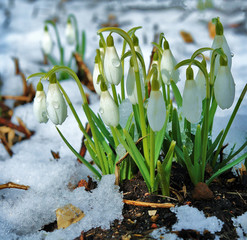 The first snowdrops in forest
