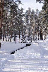 Winter day in the woods 