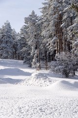 Winter day in the woods