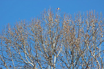 겨울 양버즘나무