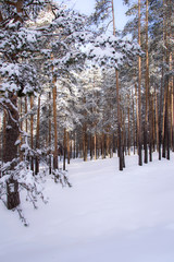 Winter day in the woods