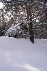 Winter day in the woods