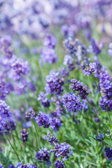 Small purple flowers of lavender bush close up. Selective focus