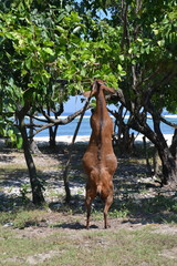 Goat stands on its hind legs and chews leaves of the tree 