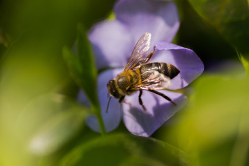 bee collects nectar from wilted blue flower Vinca, periwinkle