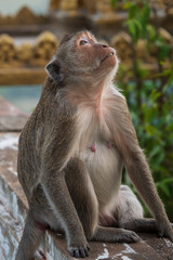 monkey in front of pagoda cambodia