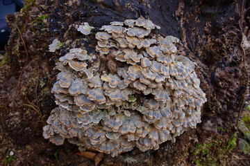 Turkey Tail (Trametes versicolor) mushroom growing on a decaying stump.  A cluster of vibrant blue and yellow mushrooms growing in the wild.  These herbs have many immune enhancing benefits. 