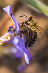 Naklejka premium bee collects nectar from wilted blue flower Vinca, periwinkle