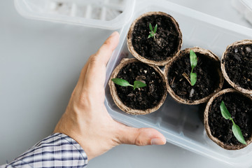 Cucumber plant in seedling peat pot on a rustic wooden table. Young seedlings tomato with water...