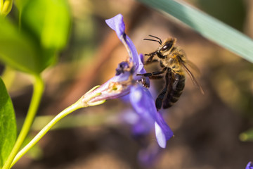 bee collects nectar from wilted blue flower Vinca, periwinkle