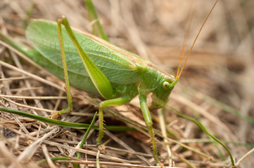 Grasshopper green color on a brown background of grass close-up