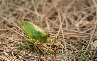 Grasshopper green color on a brown background of grass close-up