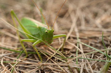 Grasshopper green color on a brown background of grass close-up