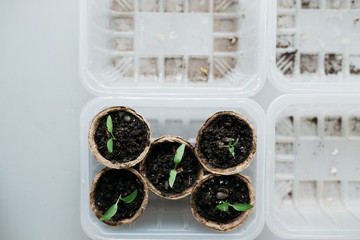 Cucumber plant in seedling peat pot on a rustic wooden table. Young seedlings tomato with water...
