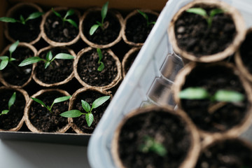 Cucumber plant in seedling peat pot on a rustic wooden table. Young seedlings tomato with water...