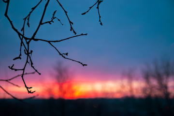 Silhouette of branches on a sunset landscape. 