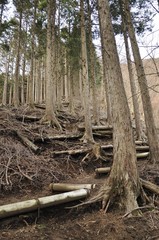 丹沢 天神尾根の植林帯の道