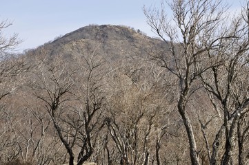 大倉尾根の樹林と塔ノ岳