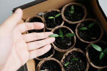 Cucumber plant in seedling peat pot on a rustic wooden table. Young seedlings tomato with water...